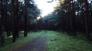 Fly Through The Trees In 4K