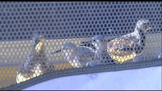 Video: Bird Release Noon  September 24, 2018