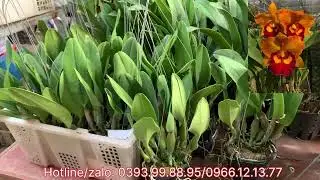 TRƯA 2/1 hoa Lan giá rẻ hoàng nhung đủ các loại giá rẻ..Lh 0393998895/0966121377
