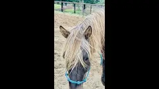Riding a Rocky Mountain Horse - Captain Cupcake