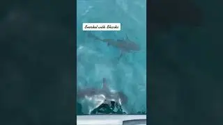 Things to do in Bimini, Bahamas