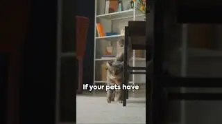 Furry Friends Unite: Introducing Your New Kitten to Your Dog #dog #cat #shorts