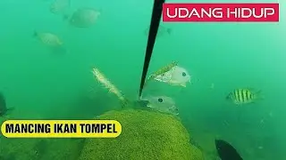 mancing ikan tompel dan ikan baronang di laut || UMPAN UDANG HIDUP  || spot idaman.