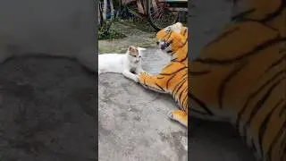 FAKE TIGER vs CAT FUNNY VIDEO-26#faketigerprank #funny #cat #catcomedy