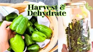 Dehydrating Bell Peppers- Harvesting Hybrid Bell Peppers- Growing Lady Bell F1 & Big Bertha F1