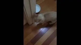 Impatient cat