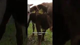 Czy wiesz, że krowy mają najlepsze przyjaci&oacute;łki? 🐄❤️
