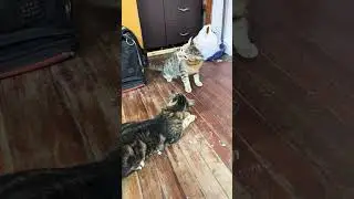 #cat #top #topmejores #cute #catlover #cat