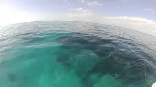 Eliott Key Reef