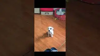 doki #puppy #can #funny #dog #animals