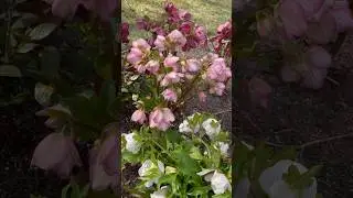 Spring Blooming Helleborus (Lenten Rose) 🎶🌸 #flowering #gardenplants