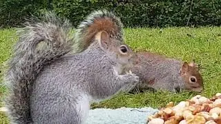 Ultra Low Nature Filming: It's Literally 'RUSH HOUR' For Squirrel's