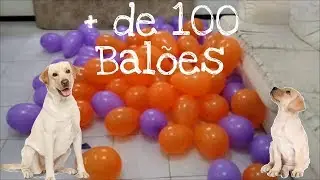 Enchi + de 100 balões e olha a reação do meu cachorro!