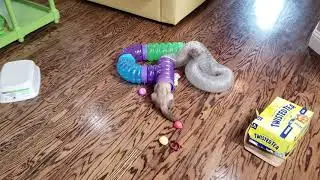 Harley cheats at play time!