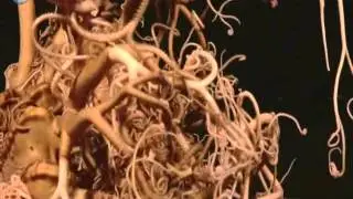 Creatures of the Deep Basket Star1