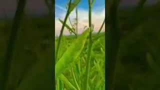 Hari Bhari Makaan Hariyali ￼