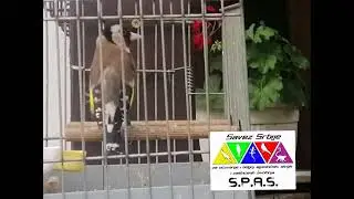 Pesma &scaron;tiglića 013/24 World Championship in Goldfinch Song #cardueliscarduelis #jilguero #carduelis