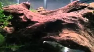 Reproduction Apistogramma cacatuoides.wmv