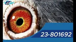 【超級鳥家族】23 801692
