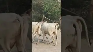 Cattle Race #cow #gaumata #race #trending #vira#shorts #animals #video #trendingshorts #youtube