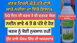 Broad leaf weed management in wheat | ਕਣਕ ਵਿੱਚ ਚੌੜੇ ਪੱਤੇ ਵਾਲੇ ਨਦੀਨਾਂ ਲਈ ਨਦੀਨ ਨਾਸਕ | #herbicide 