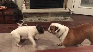 French Bulldog vs English Bulldog