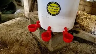 Poultry barn cleaning - Sand as bedding - Favorite drinker and feeder - Cobweb cleaning - Tools