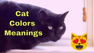 Do You Know Your Cat's Color has a Special Meaning? Cat Colors and Their Meanings