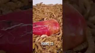 10 000 Mealworms vs. AJI CRISTAL
