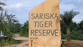 Sariska National forest | A day in Rajasthan 