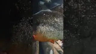 Funny looking fish!