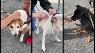 The StreetVet Backpack - Taking the practice to the pavement