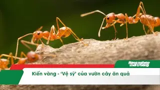 Kiến v&agrave;ng - &lsquo;Vệ sỹ&rsquo; của vườn c&acirc;y ăn quả