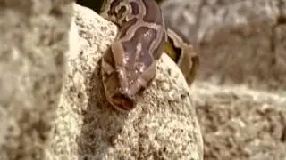 Majorus Duex -  Snowhow & Snake