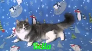 Squeak Dreams Christmas Contest 2015