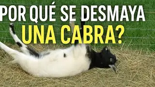 Why do goats faint?