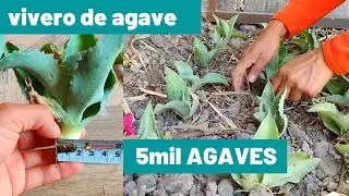 vivero de agave / como plantar agave tobala o papalometl /plantacion de 5mil plantas de agave tobala