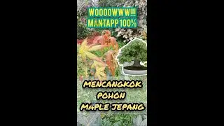 MENCANGKOK POHON MAPLE JEPANG