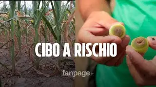Siccità a Milano, niente acqua e coltivazioni a rischio: “Vedere il raccolto bruciare è bruttissimo”