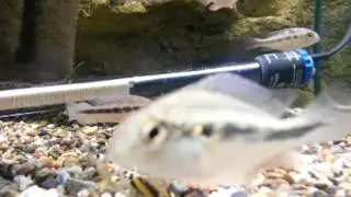 FANTASY AQUATICS -  Checkerboard cichlid (Crenicara punctulatum) RARE