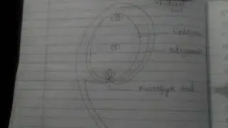 Entry of Pollentube 155