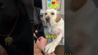 Dog POV: 'I Admit You're the Real Dog' 😂 Cute Pet Debut Goes Viral! #dog #cutedog #cutepetdebutplan