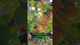 Weinparadies Franken! LUKAS SCHMIDT Wein. Bullenheim./Wine paradise of Franconia !/