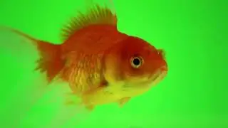 Goldfish GREEN SCREEN | Chroma key