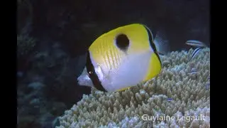 Teardrop Butterflyfish - Chaetodon unimaculatus
