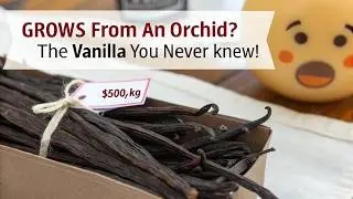 The Secret Behind Madagascar Vanilla: Worth More Than Silver!