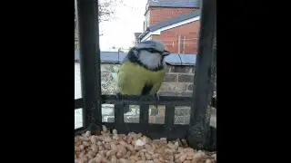 Blue Tit Nest Box 2020 (Pt 1)