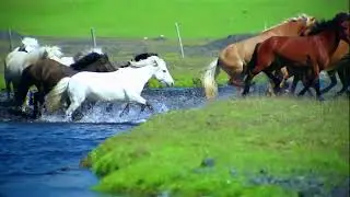 Thundering Hooves, Flowing Waters: A Celebration of Life's Grandeur#horse #horseriding #horsepower