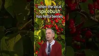 Spicebush has gorgeous red berries, nutritious for our native birds right before the cold winter.