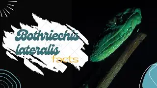 Bothriechis lateralis facts 🐍 found in the mountains of Costa Rica 🇨🇷 and western Panama 🇵🇦